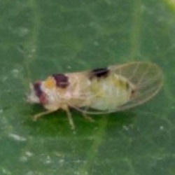 Cacopsylla bidens